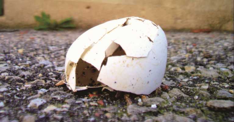 Read more about the article 不只是雞蛋