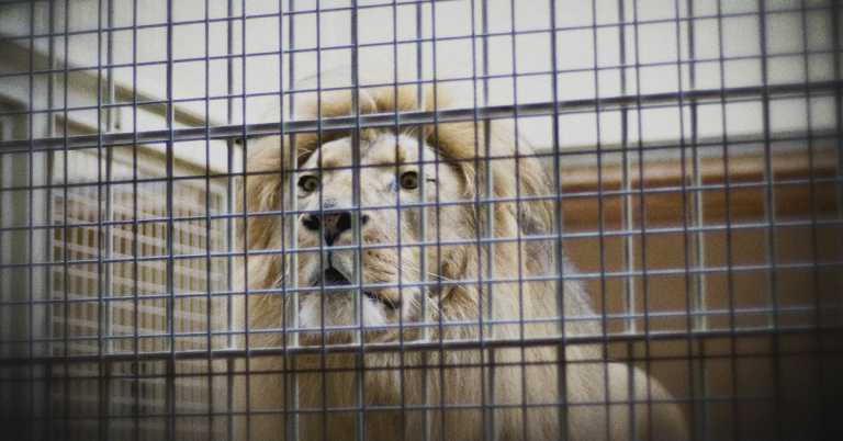 Read more about the article 為何反對動物園？（下）