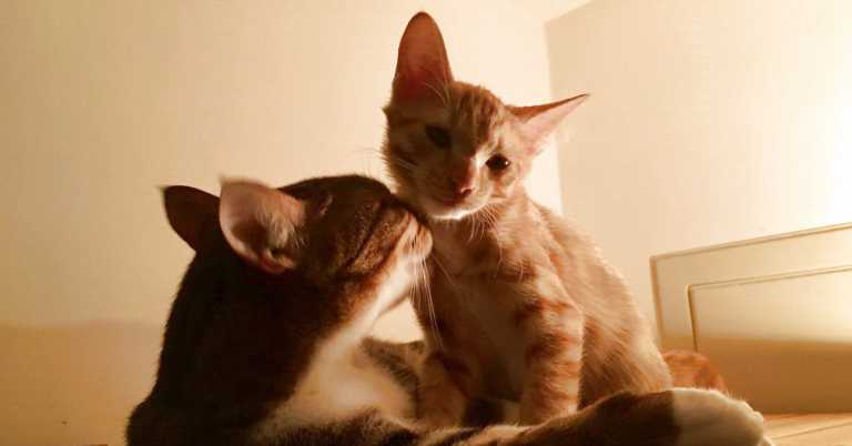 Read more about the article 在貓的眼中，人是什麼樣子？