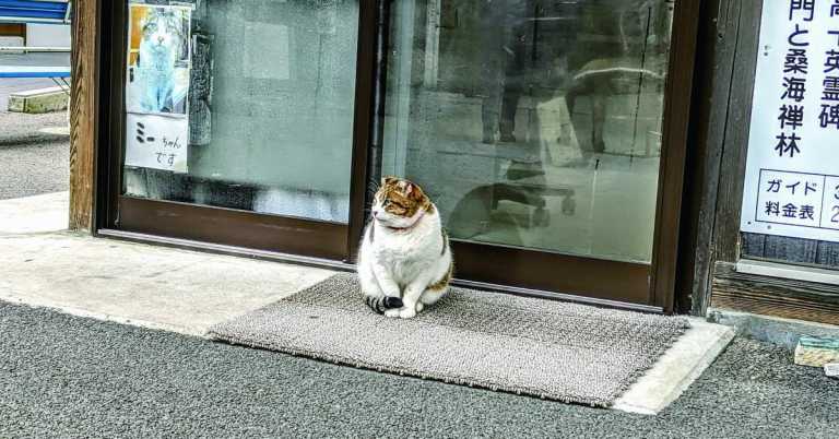 Read more about the article 胖太太絮語－－肥胖稅、通姦罪，我和國家都傷腦筋