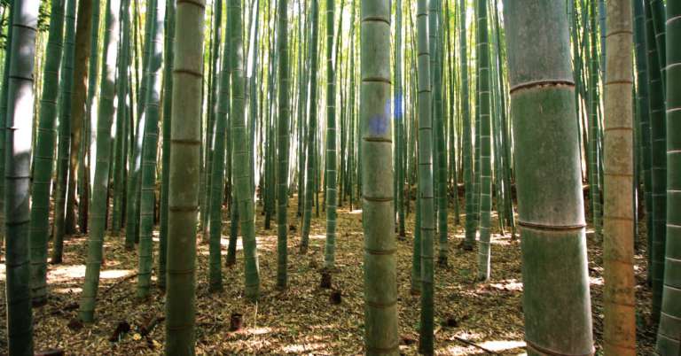 Read more about the article 【民主的滋味】山林裡的竹筍炒肉絲