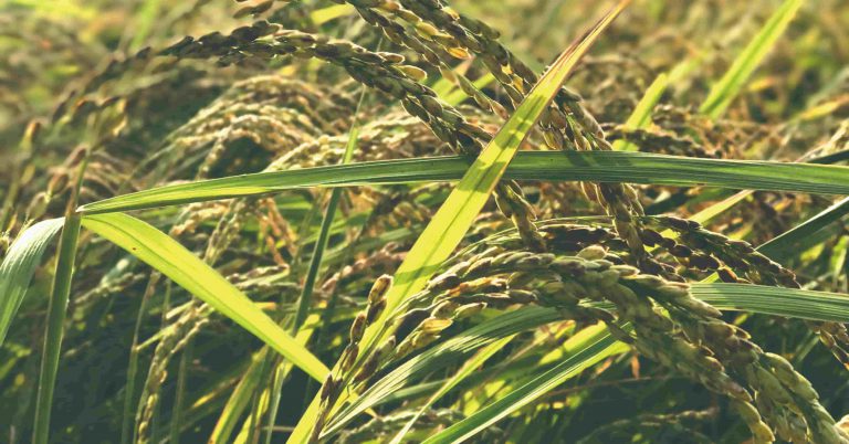 Read more about the article 【民主的滋味】武裝台中的那些飯丸