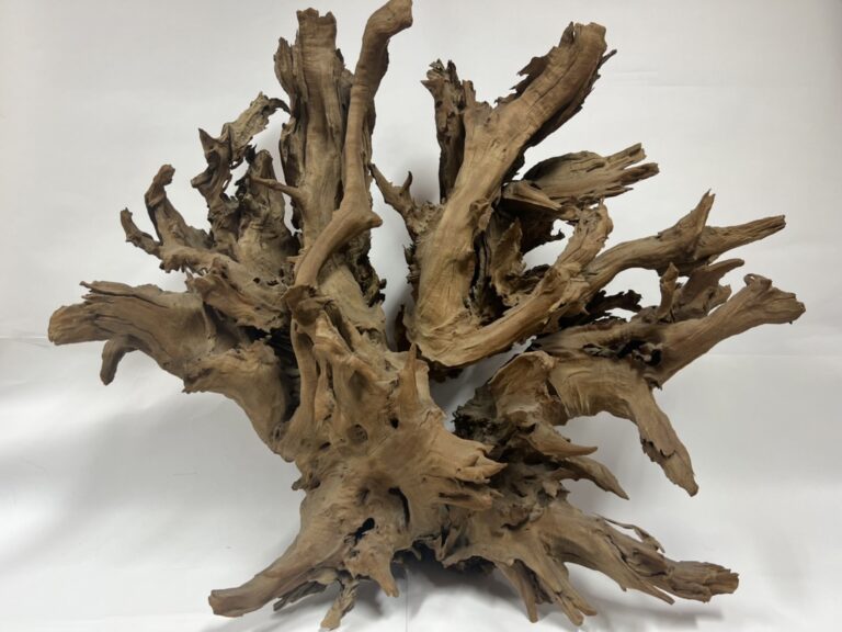 Read more about the article 蔡一鳴先生提供