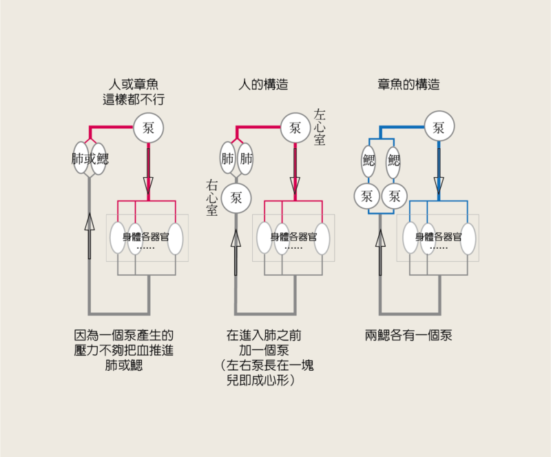 forum369-1 血液流動圖